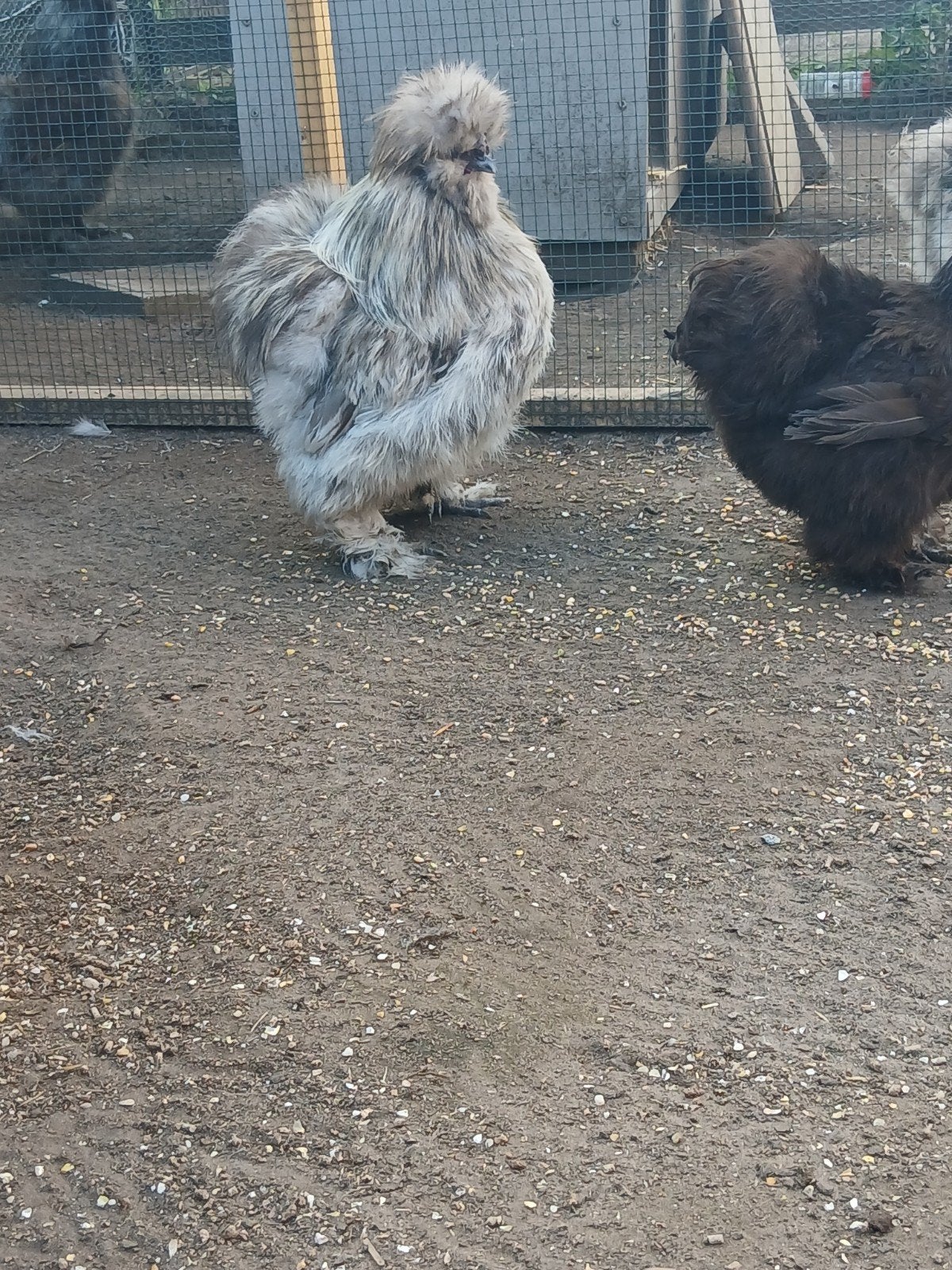 ✨️️ usa zijdehoen haantje wie geeft hem nog een kans. ️✨️, Dieren en Toebehoren, Pluimvee, Mannelijk, Kip