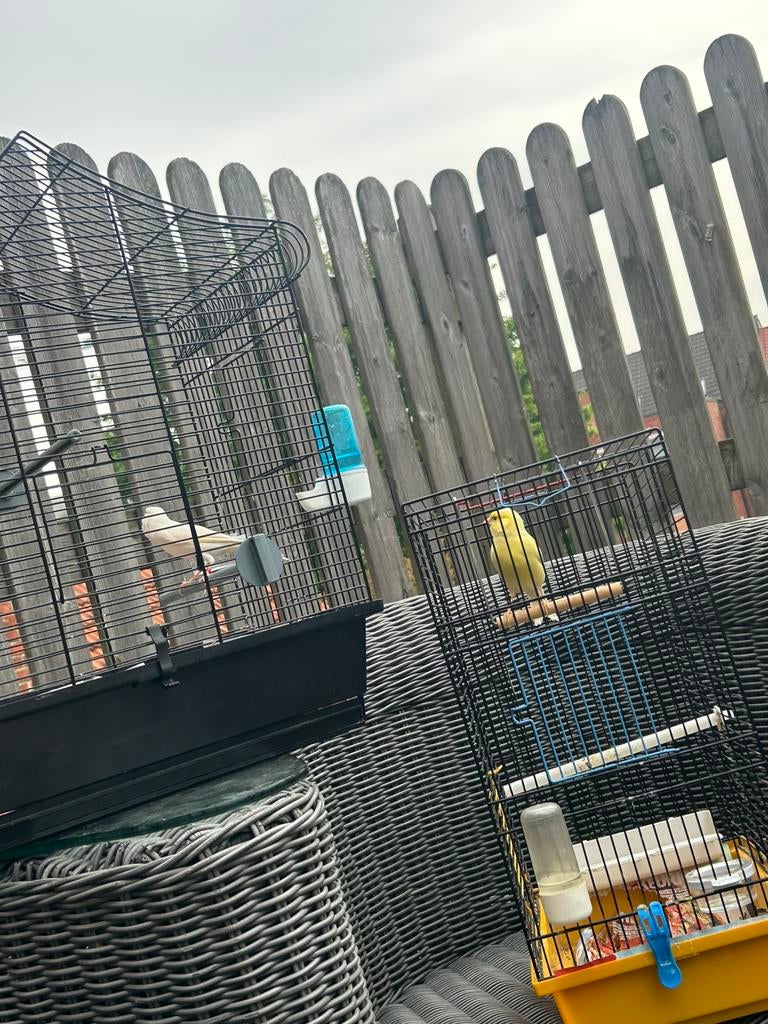 Koppel kanarie klaar om te kuiken met kooien