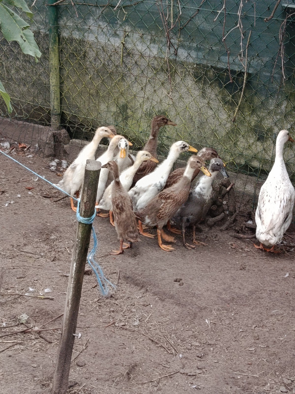 Coureurs, Animaux & Accessoires, Volatiles