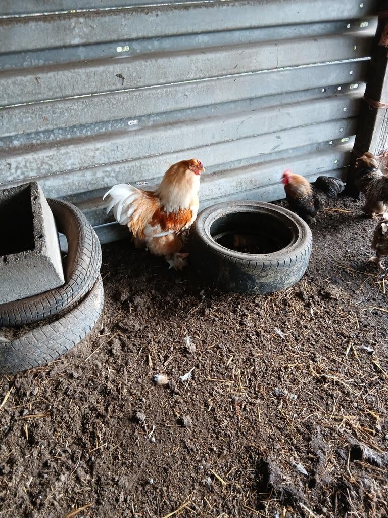 Brahma haan 2025, Dieren en Toebehoren, Pluimvee