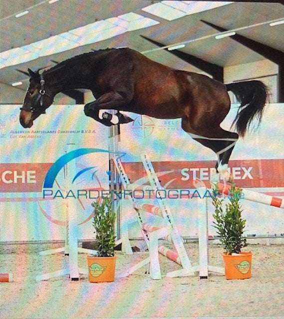 Drag Broodmare à vendre, Animaux & Accessoires, Chevaux & Poneys | Étalons & Juments poulinières, Jument