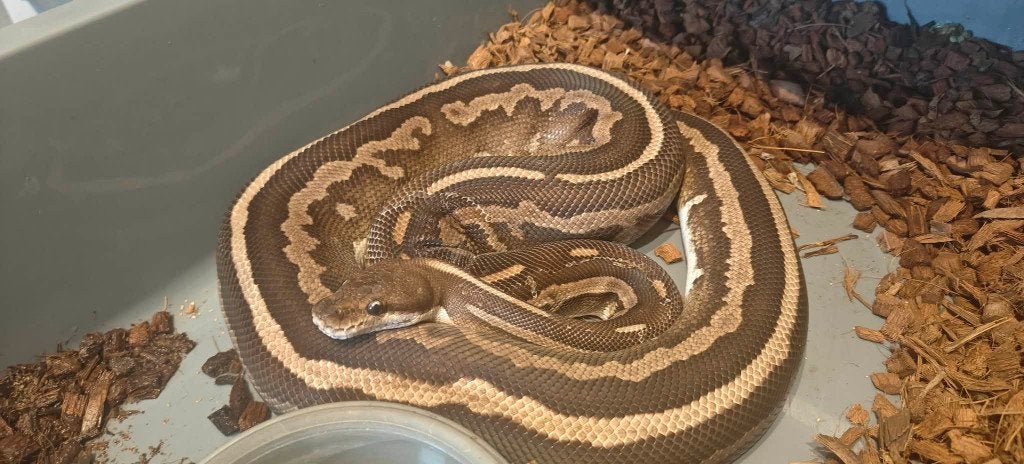 ball python 1.1 niet resensieve dieren, Dieren en Toebehoren, Reptielen en Amfibieën, Slang, Tam, 3 tot 6 jaar