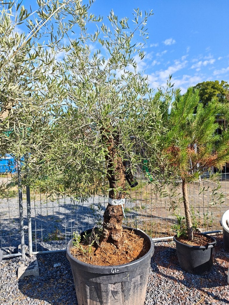 Dikke Oude olijfbomen, Tuin en Terras, Planten | Bomen, Ophalen
