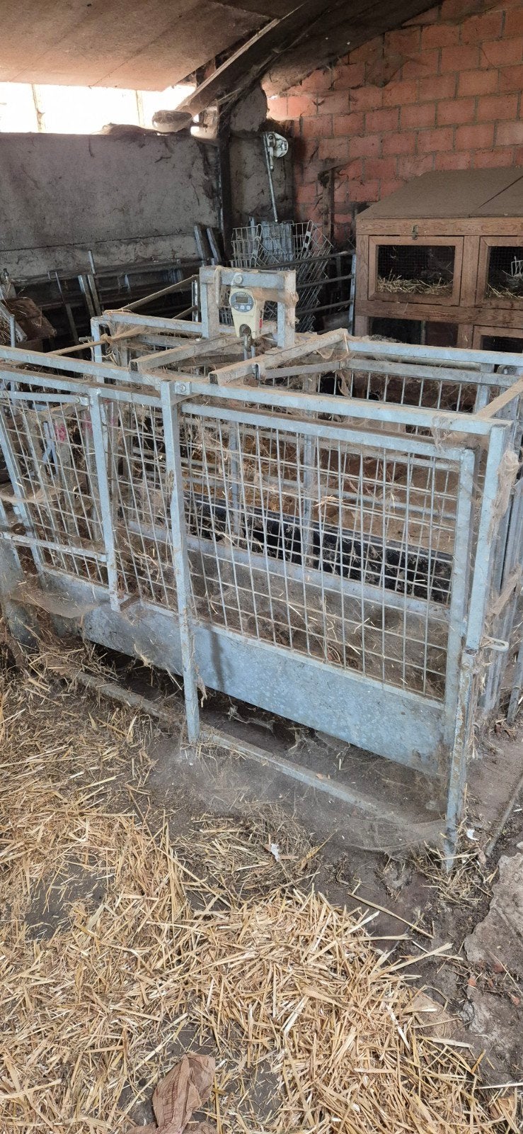 schapen weger veno digitaal, Dieren en Toebehoren