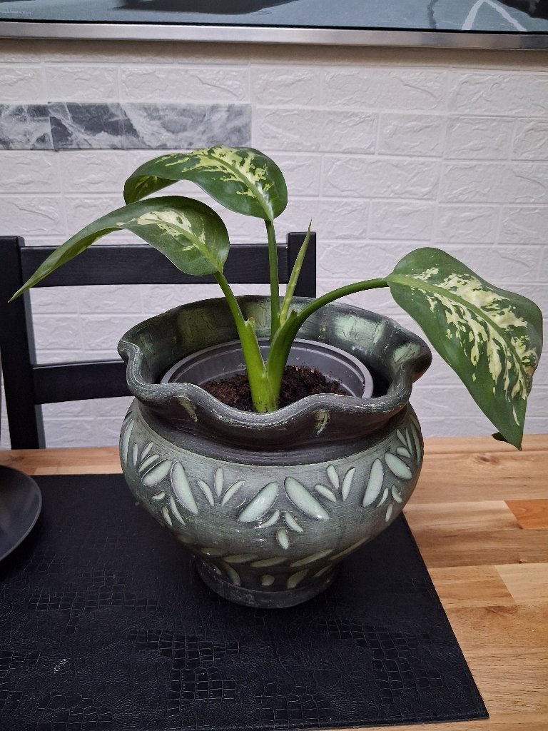 Dieffenbachia Tropic Snow, Ophalen, Overige soorten, Halfschaduw, Minder dan 100 cm