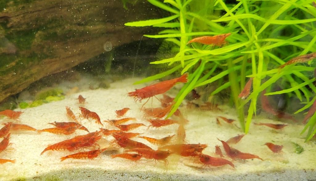 Rode garnalen (neocaridina)