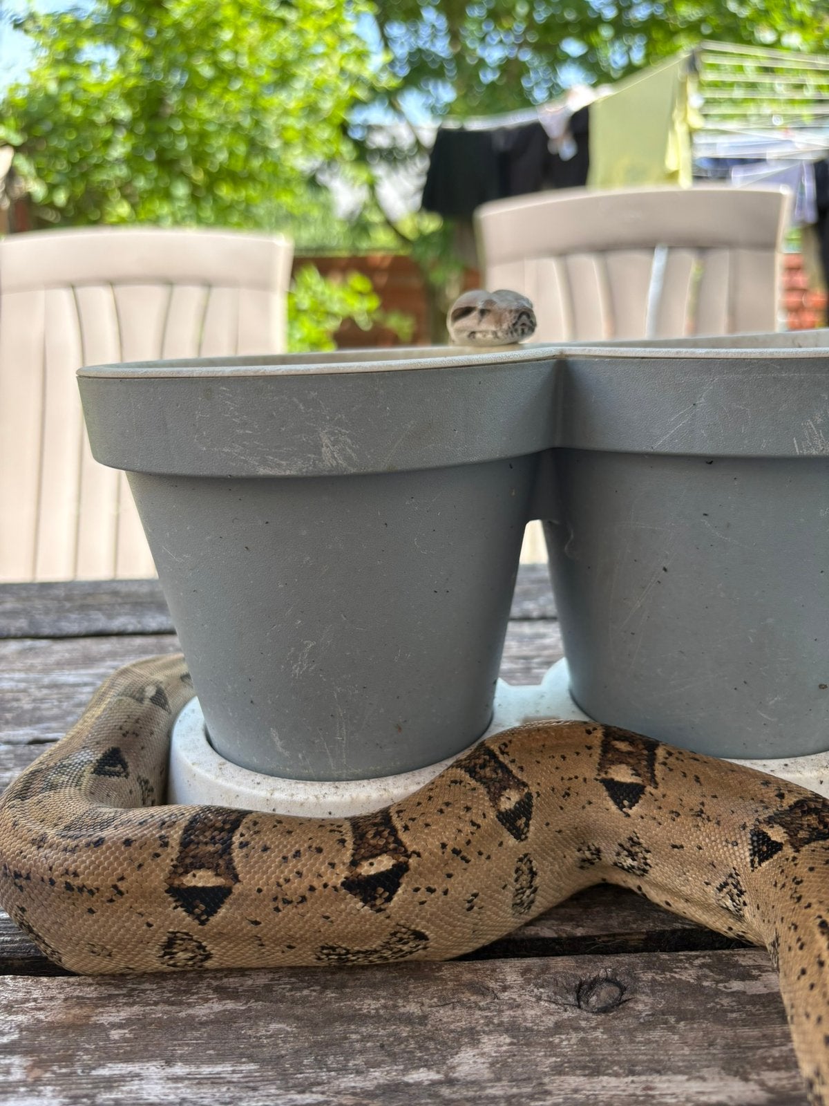 Jonge boa constrictor, Dieren en Toebehoren, Reptielen en Amfibieën, Slang, Tam, 0 tot 2 jaar