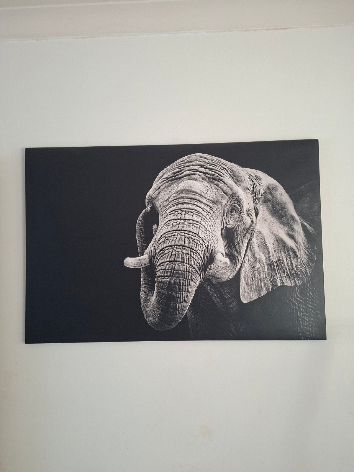 olifant zwart wit, Enlèvement