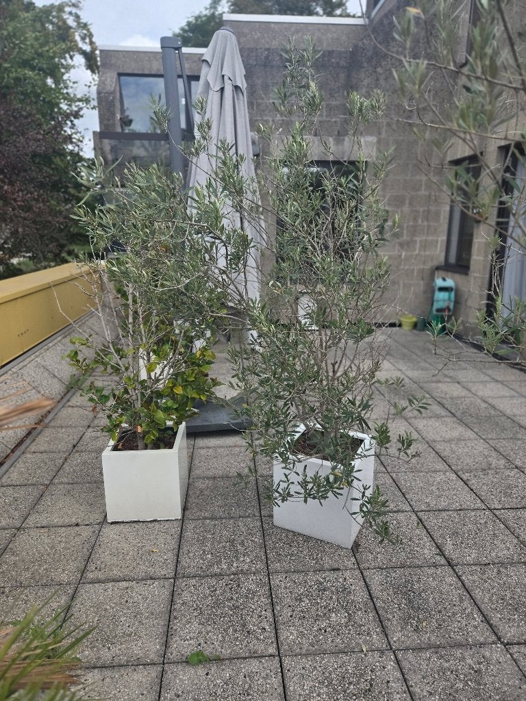 Planten, Tuin en Terras, Volle zon, Vaste plant, Zomer, Ophalen