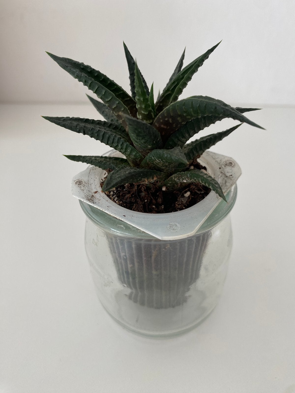 Baby plant Haworthia, Maison & Meubles, Enlèvement, Plante succulente