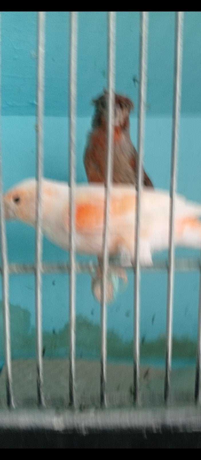 Couple canaris arlequin 2026 à, Animaux & Accessoires, Plusieurs animaux, Canari chanteur