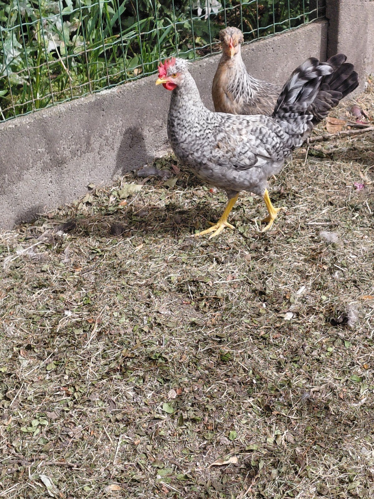 Cream legbar, Animaux & Accessoires, Volatiles