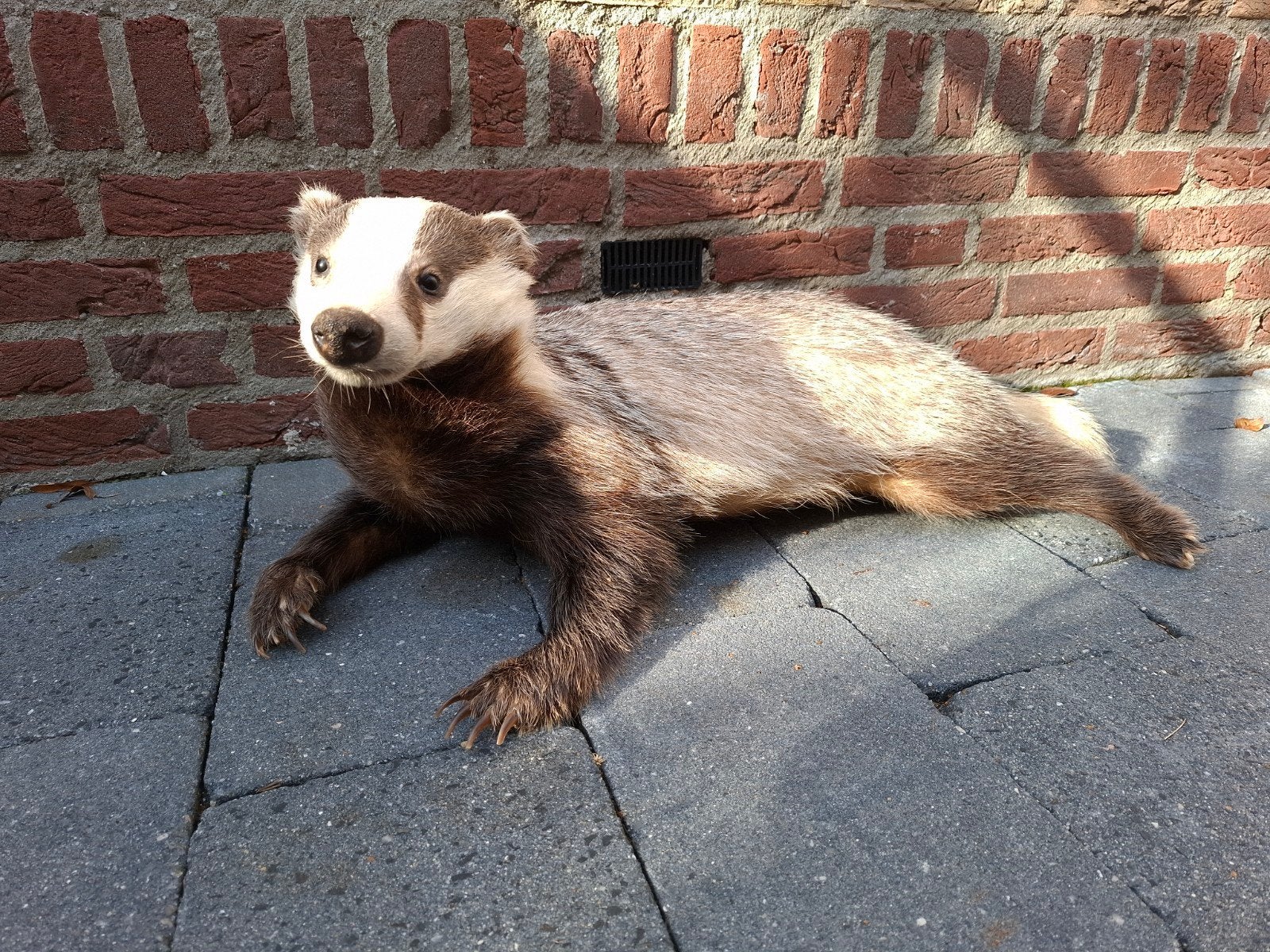 opgezette das taxidermie badger schedel gewei hert curiosa, Verzamelen, Ophalen, Wild dier, Opgezet dier
