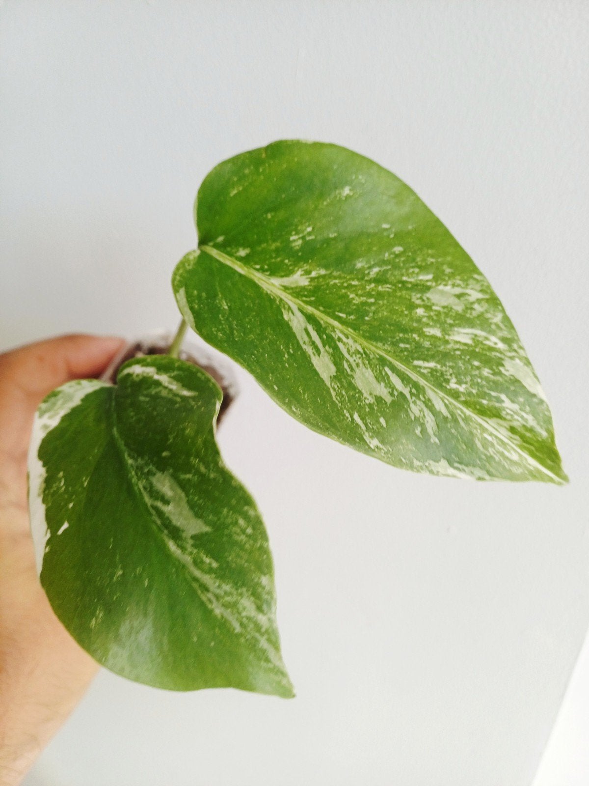 Monstera Deliciosa Albo variegata, Huis en Inrichting, Overige soorten, In pot, Minder dan 100 cm, Groene kamerplant