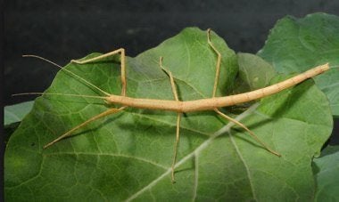 Wandelende takken, Dieren en Toebehoren, Wandelende tak