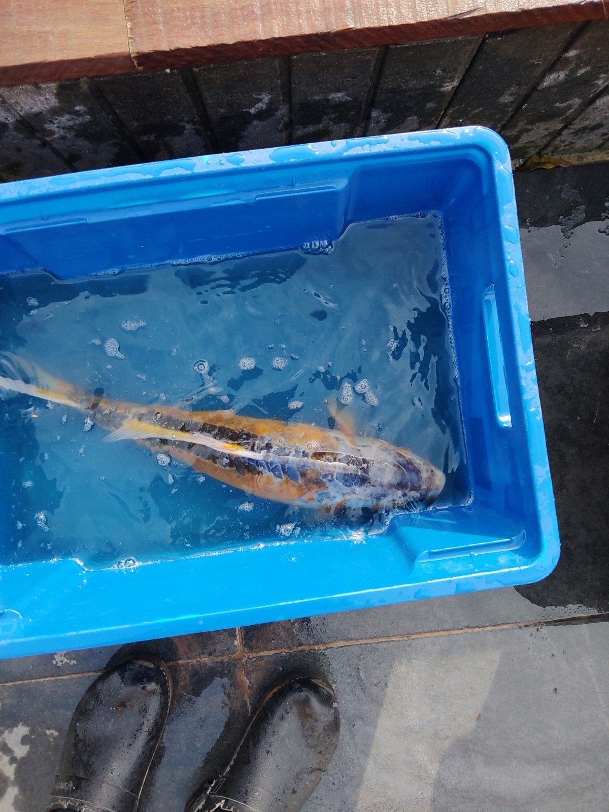 koi, Karper of Koi