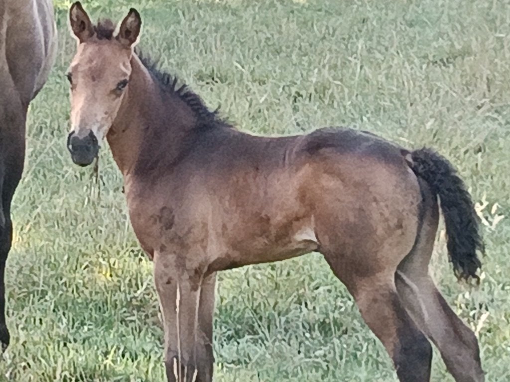 Zeer lieve Quarter merrie, Avec pedigree, Débourré, Moins de 160 cm, Cheval western