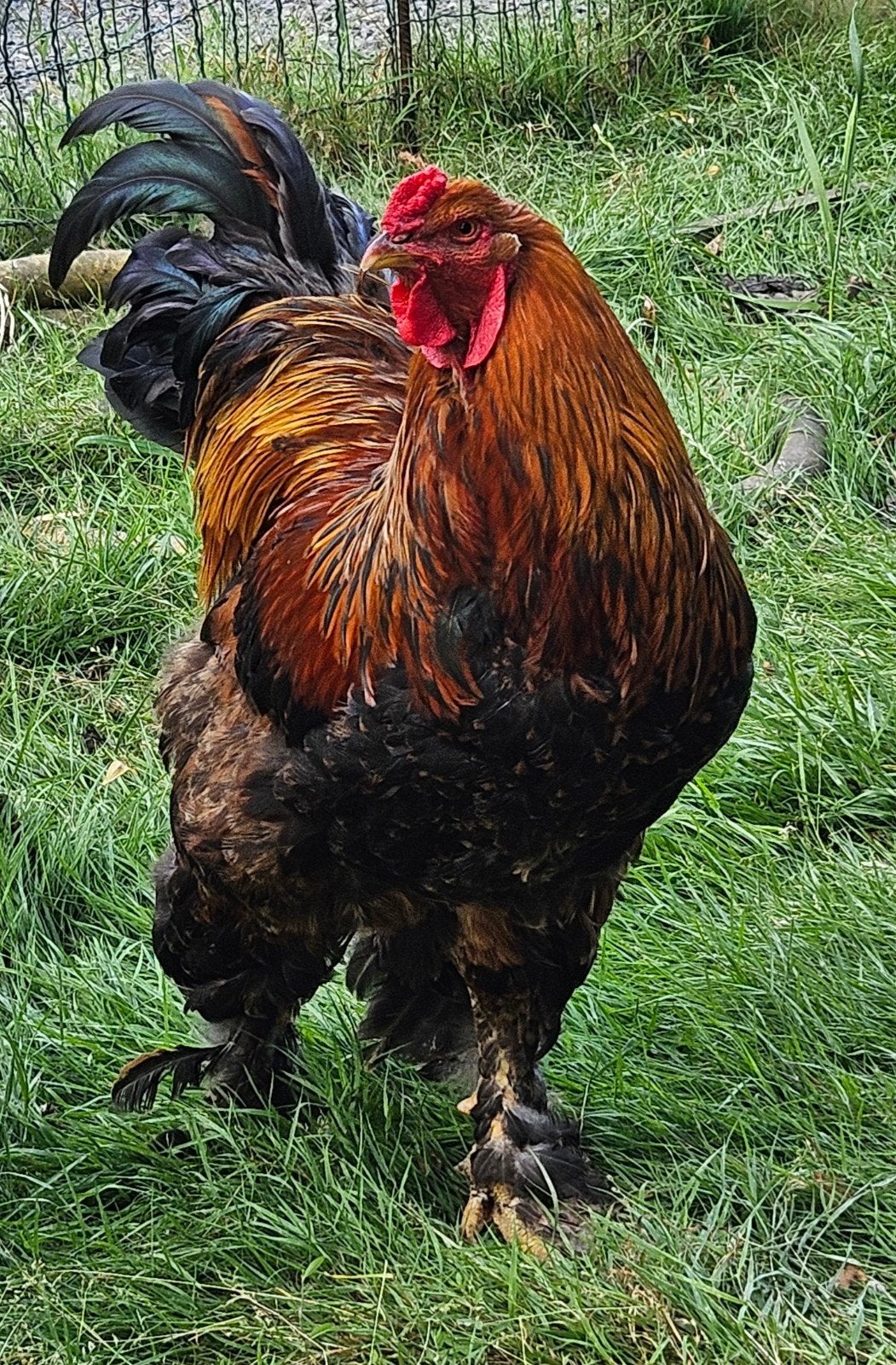 Brahma haan van mei 2025, Dieren en Toebehoren
