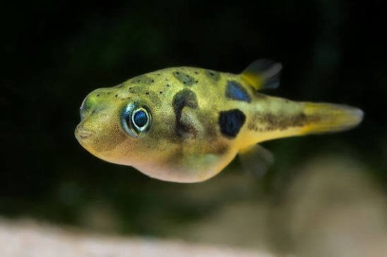 Pea Puffer est à la recherche d'un nouveau foyer !, Animaux & Accessoires, Poisson, Poisson d'eau douce