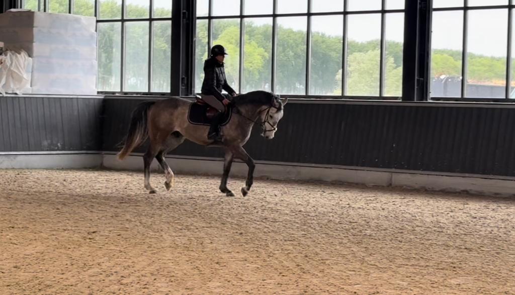 Braaf eerlijk 4 jarige ruin te koop!, Animaux & Accessoires, Chevaux, Hongre, Débourré, Avec pedigree, 160 à 165 cm