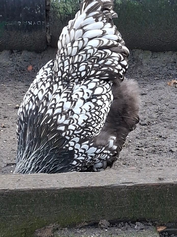 broedeieren van brahma zilver /zwart gezoomd, Geslacht onbekend, Kip