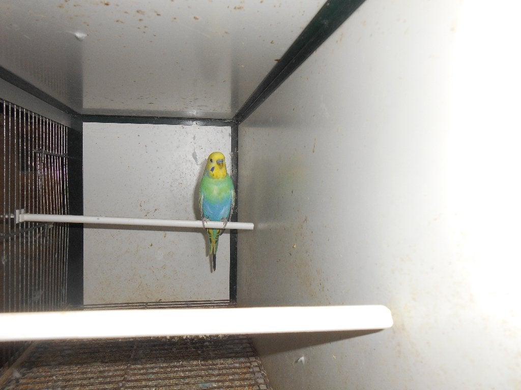 grasparkiet - regenboog, Dieren en Toebehoren, Vogels | Parkieten en Papegaaien, Mannelijk