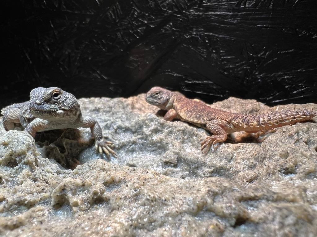 Uromastyx nigriventris flame 0.0.2, Dieren en Toebehoren, Reptielen en Amfibieën, Hagedis, Tam, 0 tot 2 jaar
