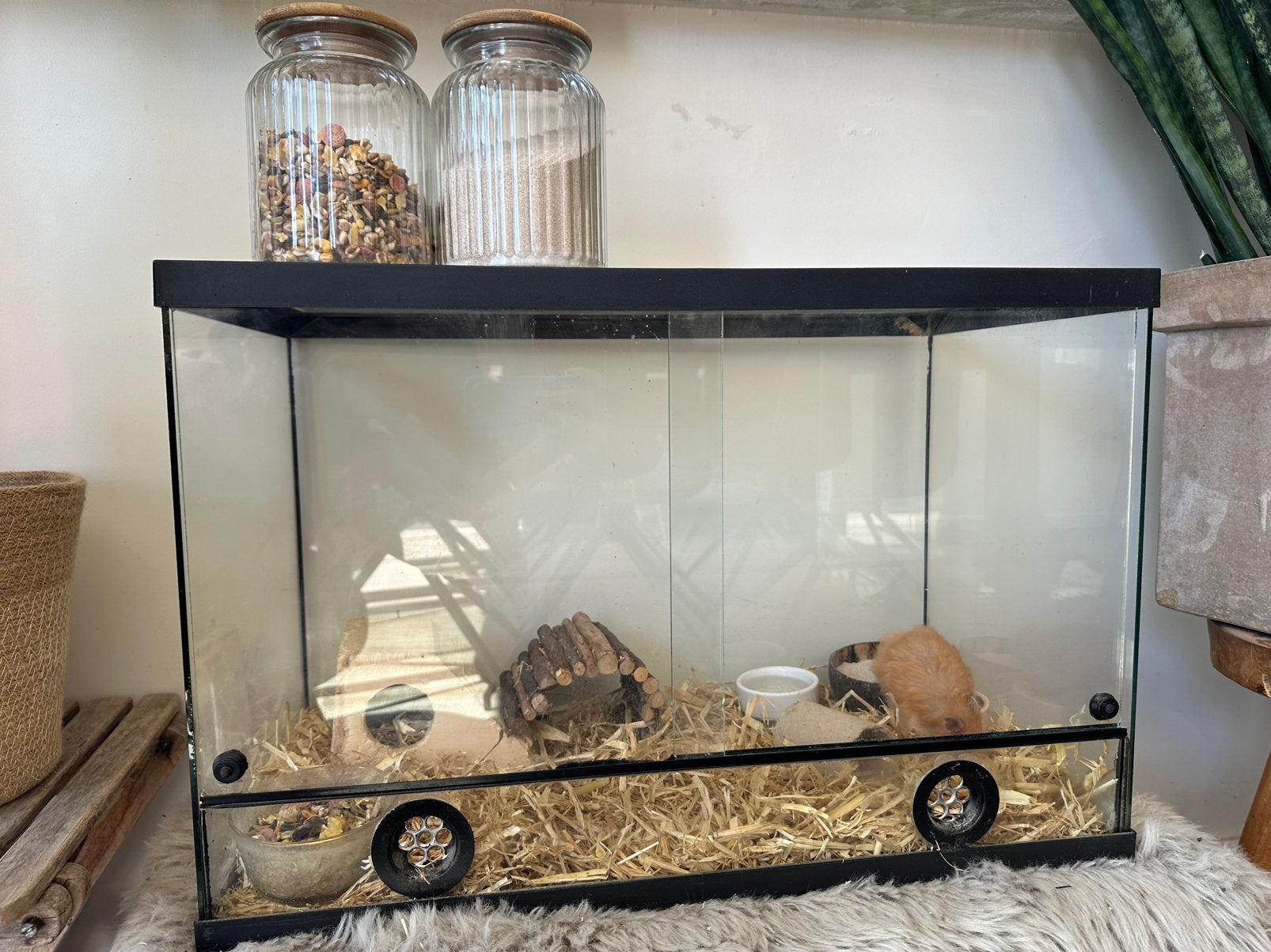 syrische hamster + kooi + eten en graafzand + klimdecoratie, Dieren en Toebehoren, Knaagdieren, Hamster, Mannelijk, Juli, Tam