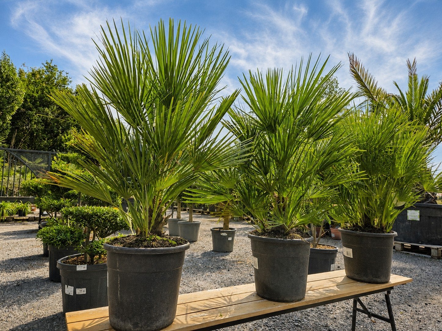 Europese dwergpalm Chamaerops Humilis, Tuin en Terras, Ophalen