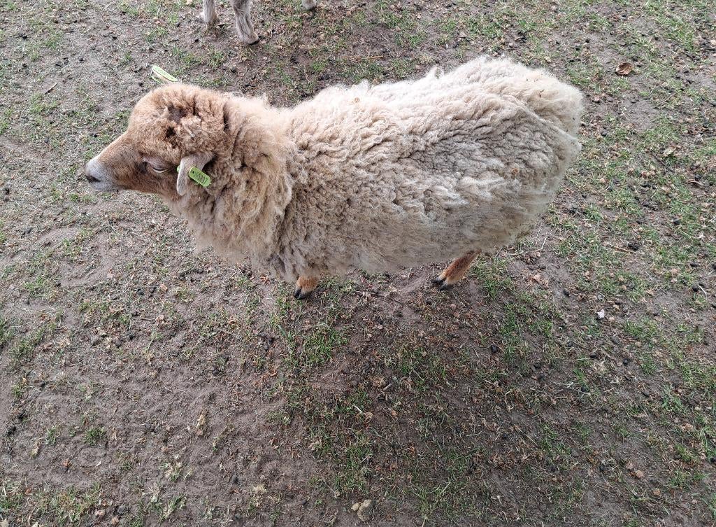 Ouessant ooi te koop, Dieren en Toebehoren, Schapen, Geiten en Varkens, Meerdere dieren, Schaap, 0 tot 2 jaar