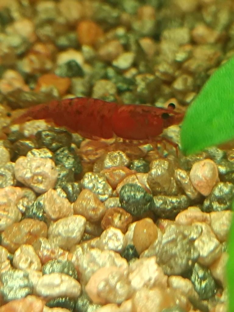Red cherry garnalen - pure lijn, Dieren en Toebehoren, Kreeft, Krab of Garnaal, Zoetwatervis, Schoolvis