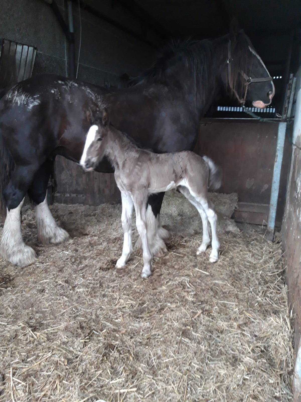 Shire merrie + veulen, Merrie, Tuigpaard