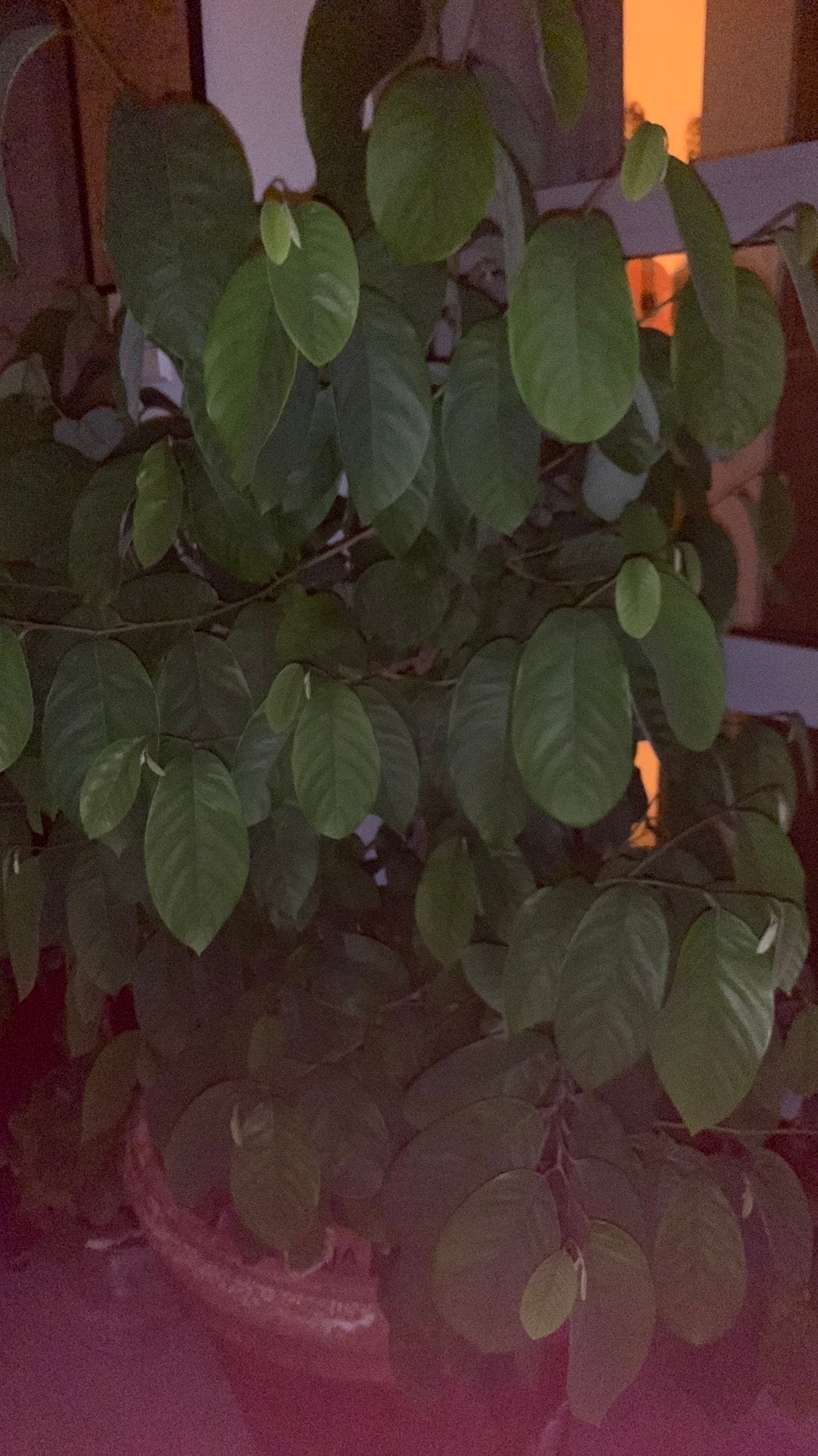 Annona Cherimoya (Jamaicaanse appel), Tuin en Terras, Overige soorten, Zomer, Ophalen, Volle zon