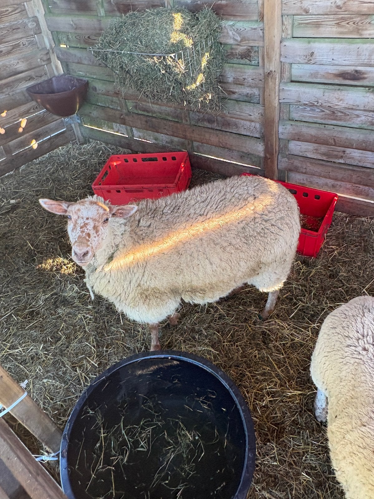 Ooi lam, Vrouwelijk, Schaap