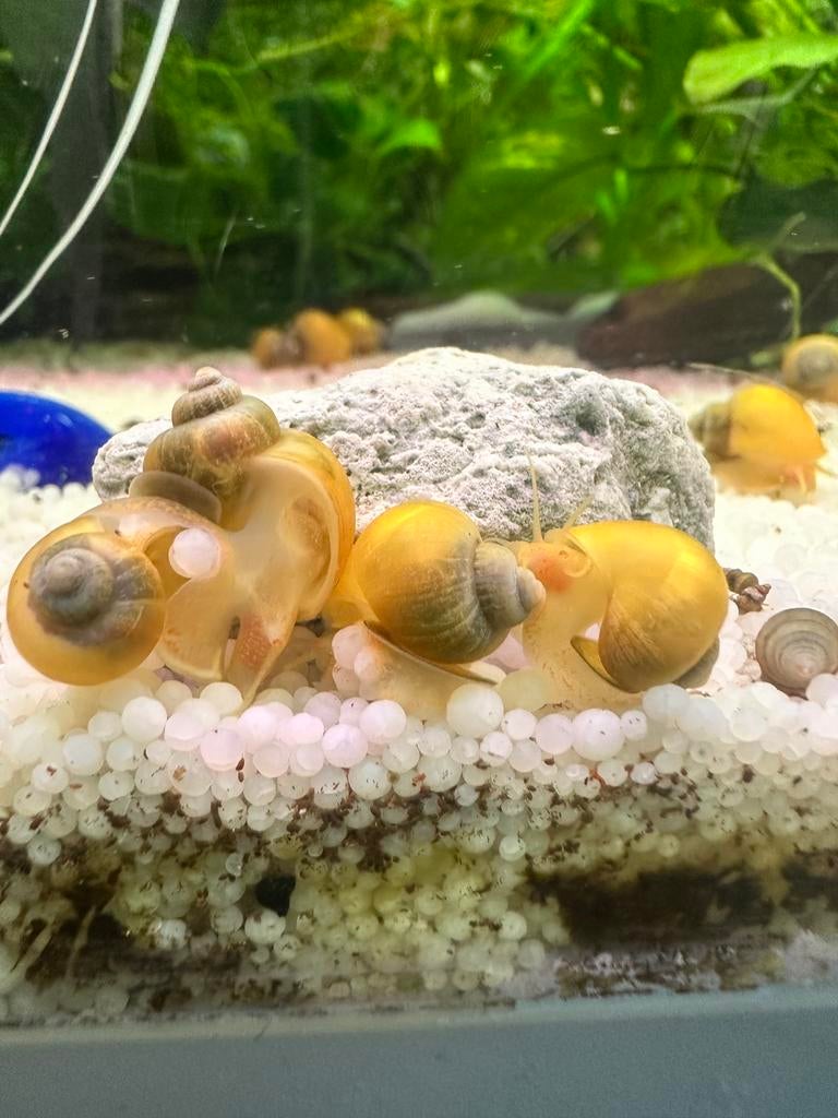 Appelslakjes voor Aquarium, Enlèvement