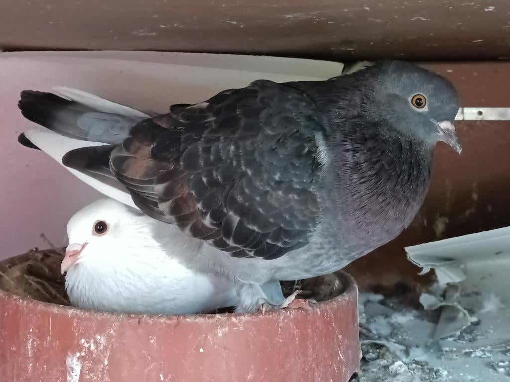 Takla - koppel - doffer wit, duivin gekrast, Dieren en Toebehoren, Meerdere dieren, Tuimelaar of Roller