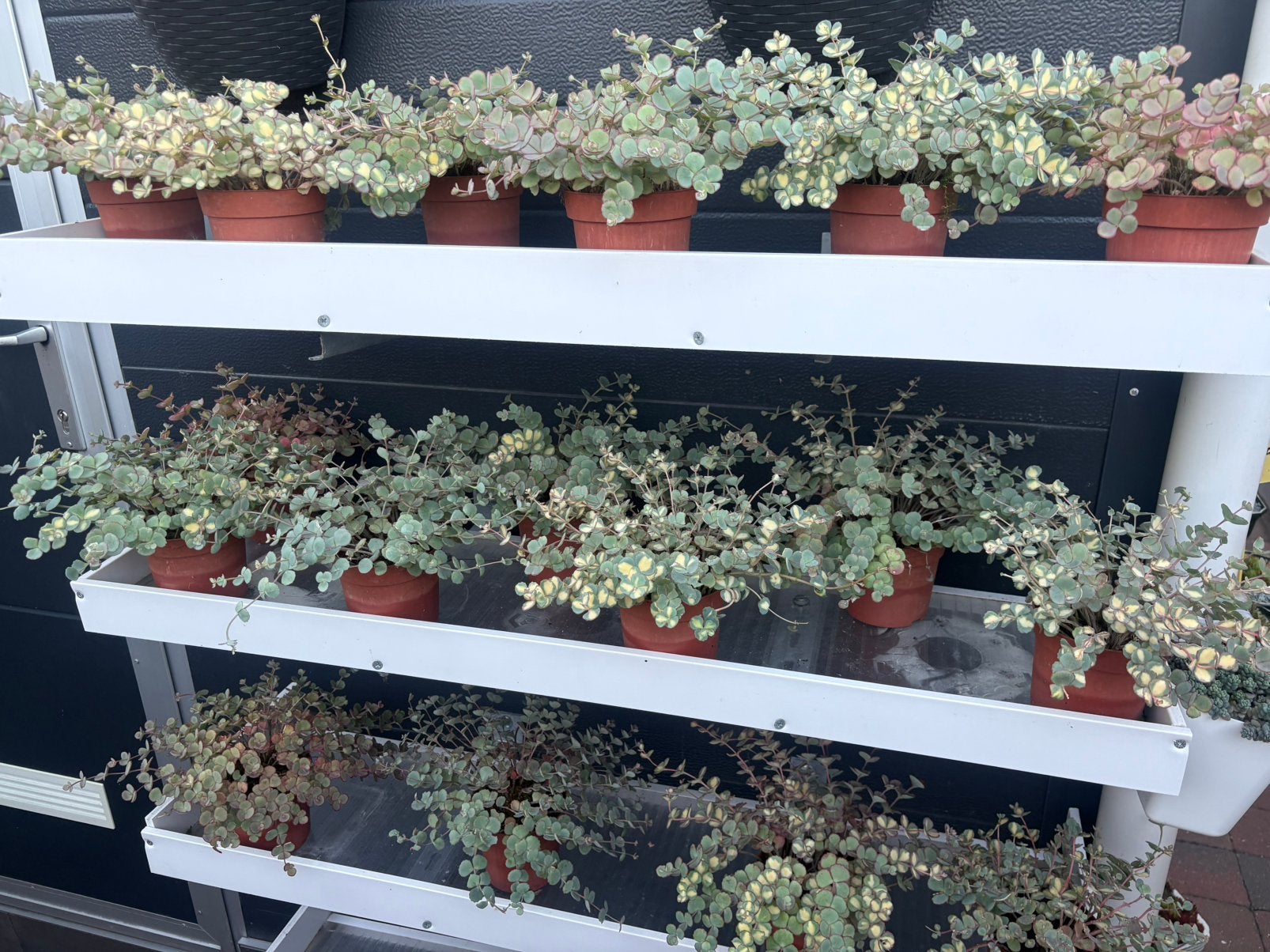Sieboldii ‼️laatste stuks‼️, Tuin en Terras, Planten | Tuinplanten, Ophalen