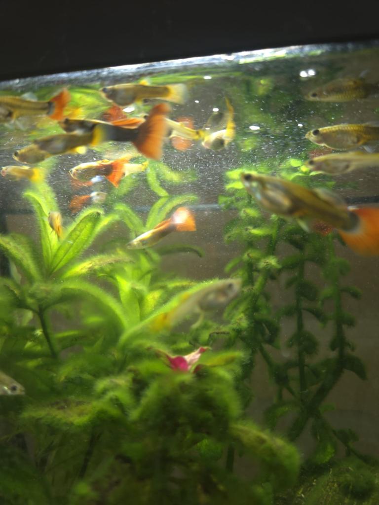 Guppies, Dieren en Toebehoren, Vissen | Aquariumvissen