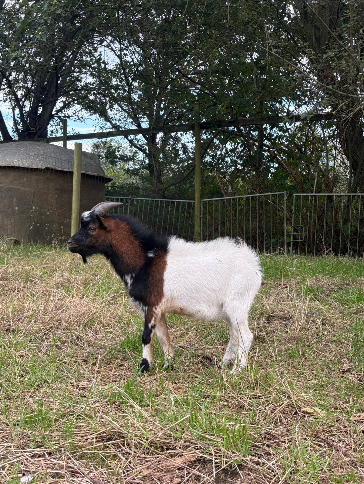 Bokje zoekt nieuw stalltje, Mâle, Chèvre, 0 à 2 ans