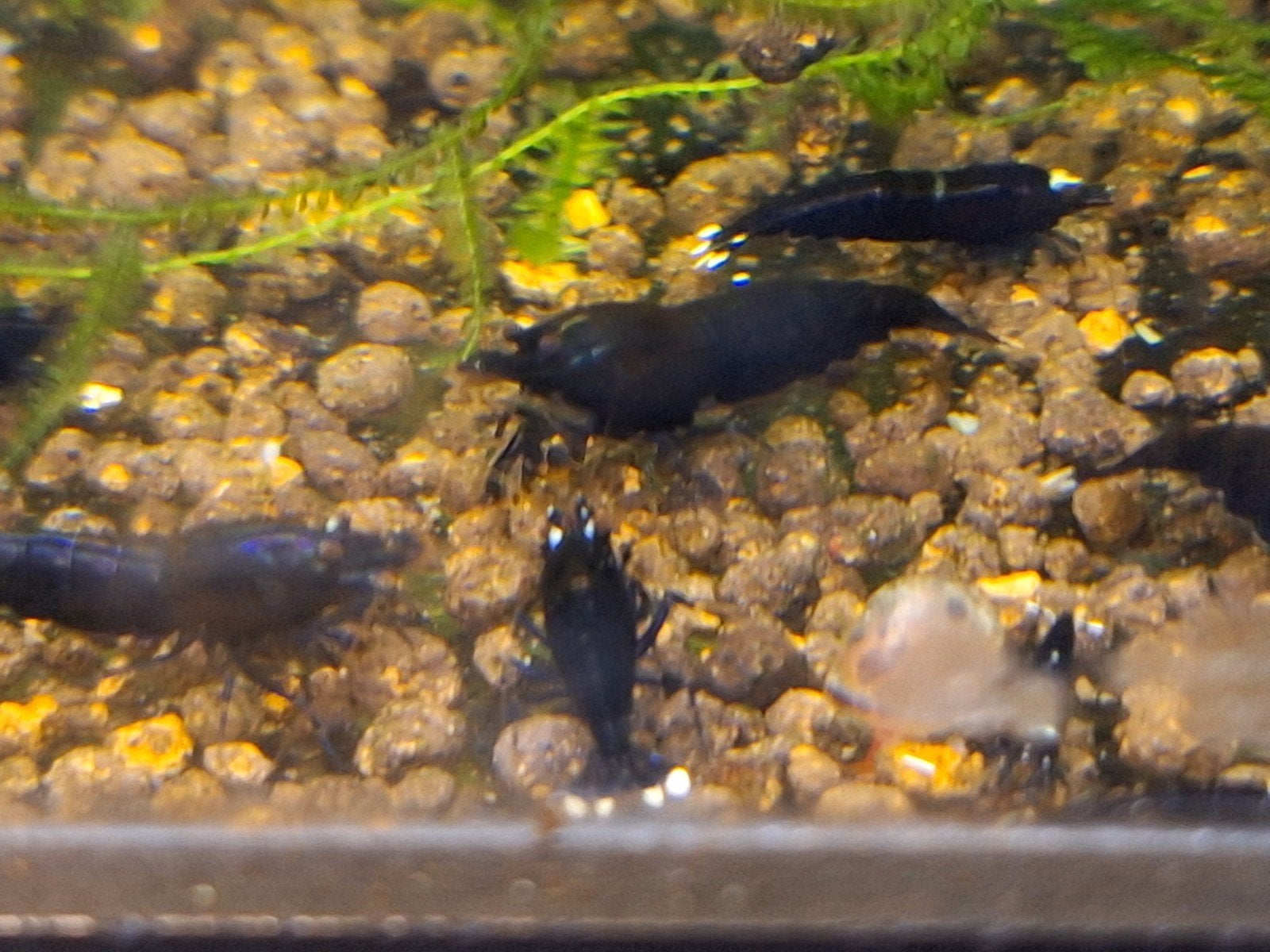 extreme Kingkong (crevettes caridina), Animaux & Accessoires, Poissons | Poissons d'aquarium