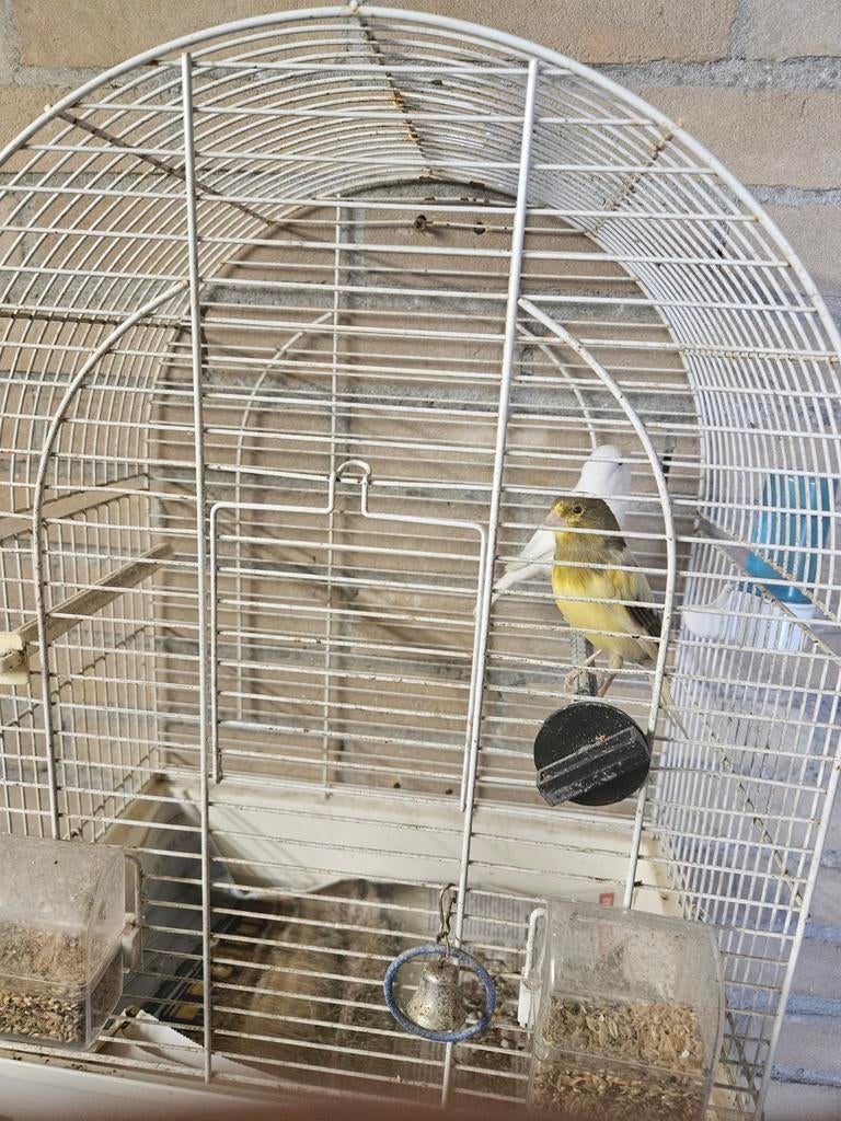 3 broedrijpe kanariepoppen, Dieren en Toebehoren, Vogels | Kanaries
