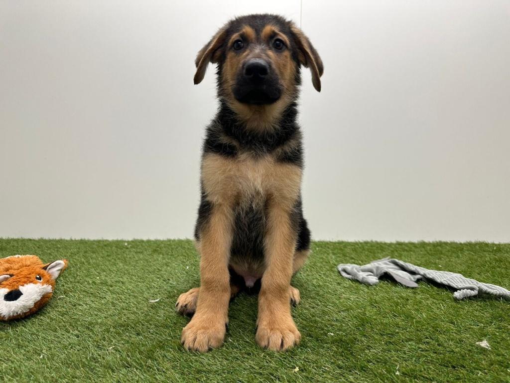 Kruising Duitse Herder pups - korthaar, Parvo, België, 8 tot 15 weken, Meerdere