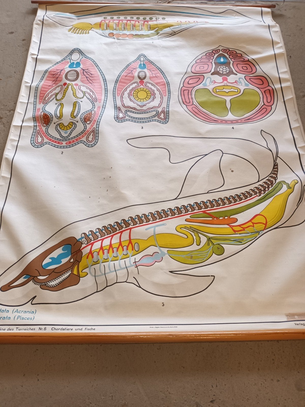Prachtige Vintage Biologische Schoolplaat – Chordadieren & V, Antiquités & Art, Antiquités | Cartes scolaires, Enlèvement ou Envoi