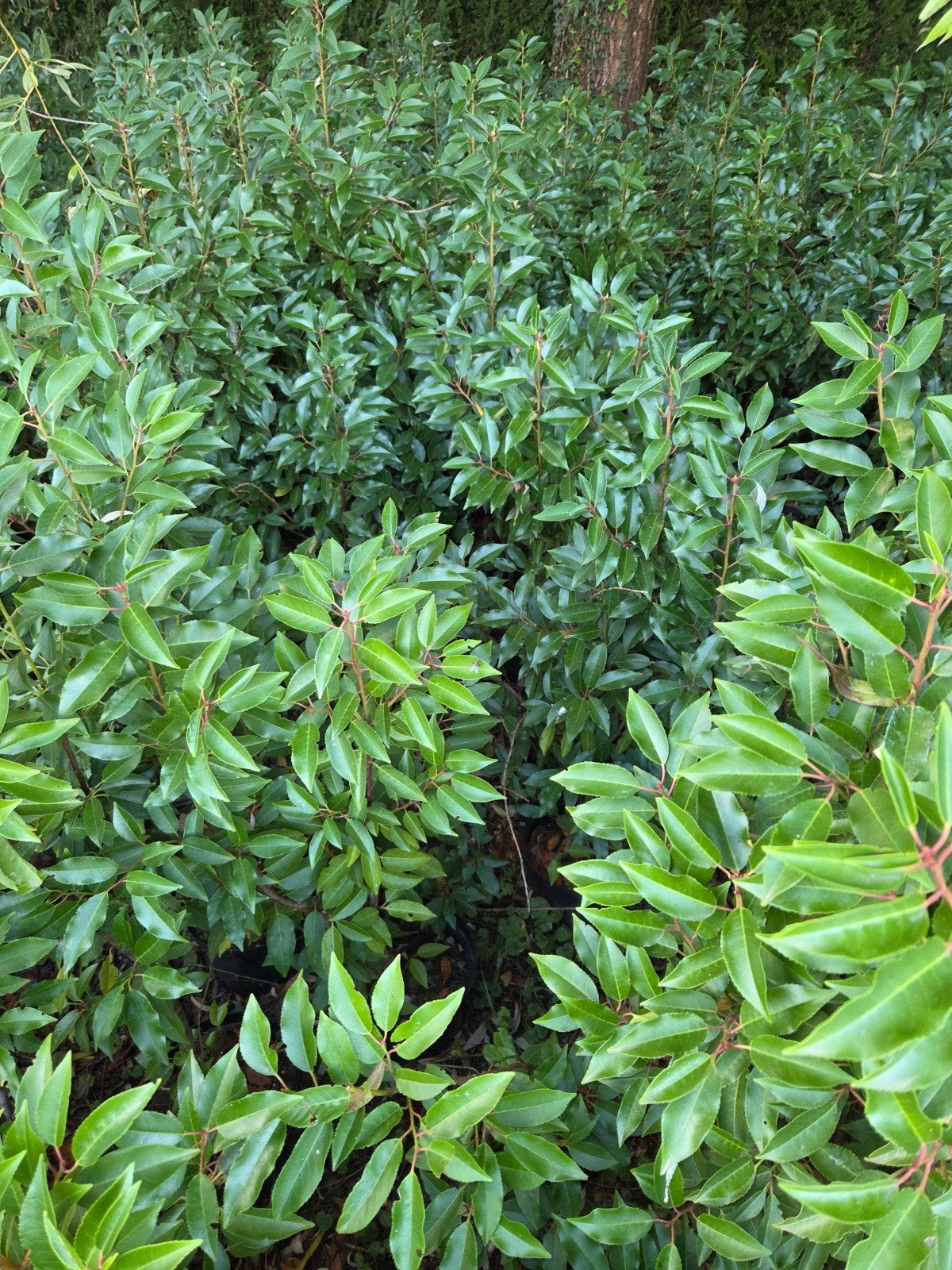TOTALE UITVERKOOP PORTUGESE LAURIER NU VANAF 3.50 EUR, Tuin en Terras, Ophalen, Laurier, Haag