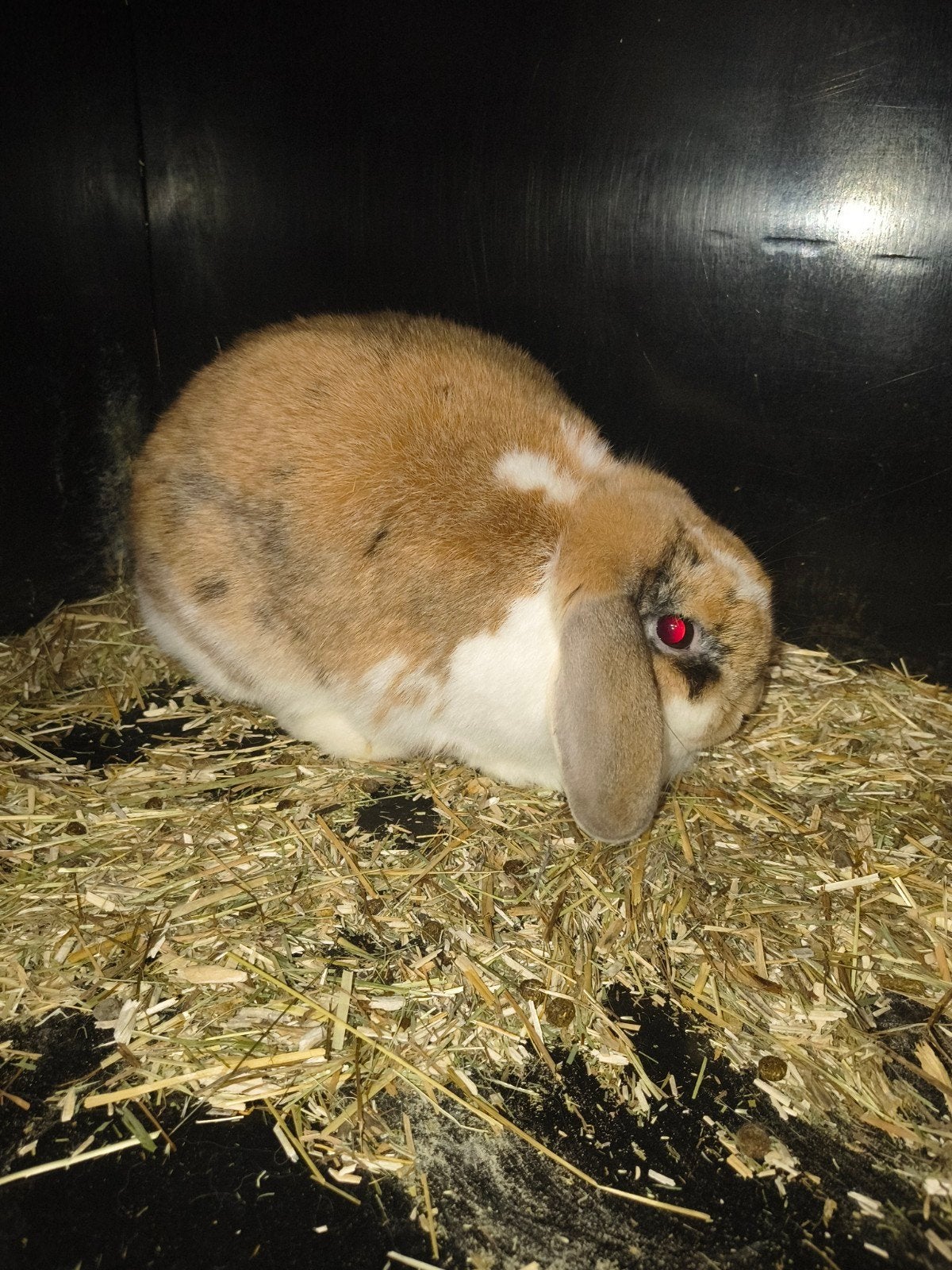 NHD dwergkonijn voedster, Dieren en Toebehoren, Konijnen, Vrouwelijk, Dwerg, Hangoor, 0 tot 2 jaar
