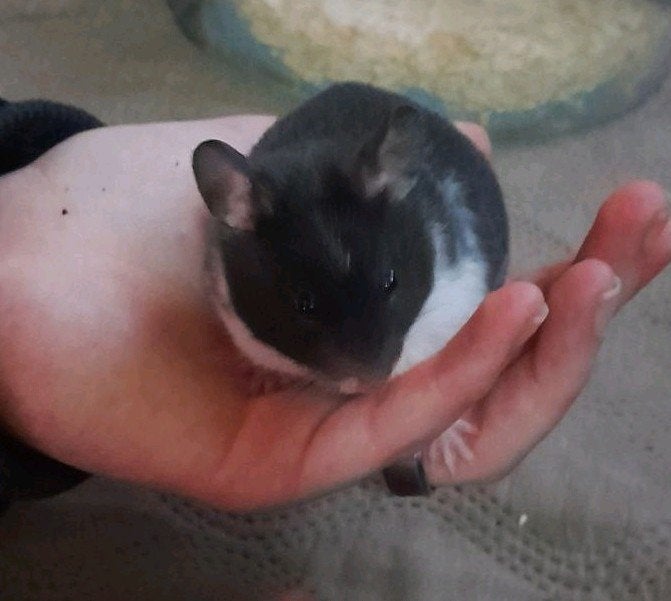 4 Syrische hamsters te koop (Goudhamster), Dieren en Toebehoren, Hamster, Vrouwelijk, Tam, September