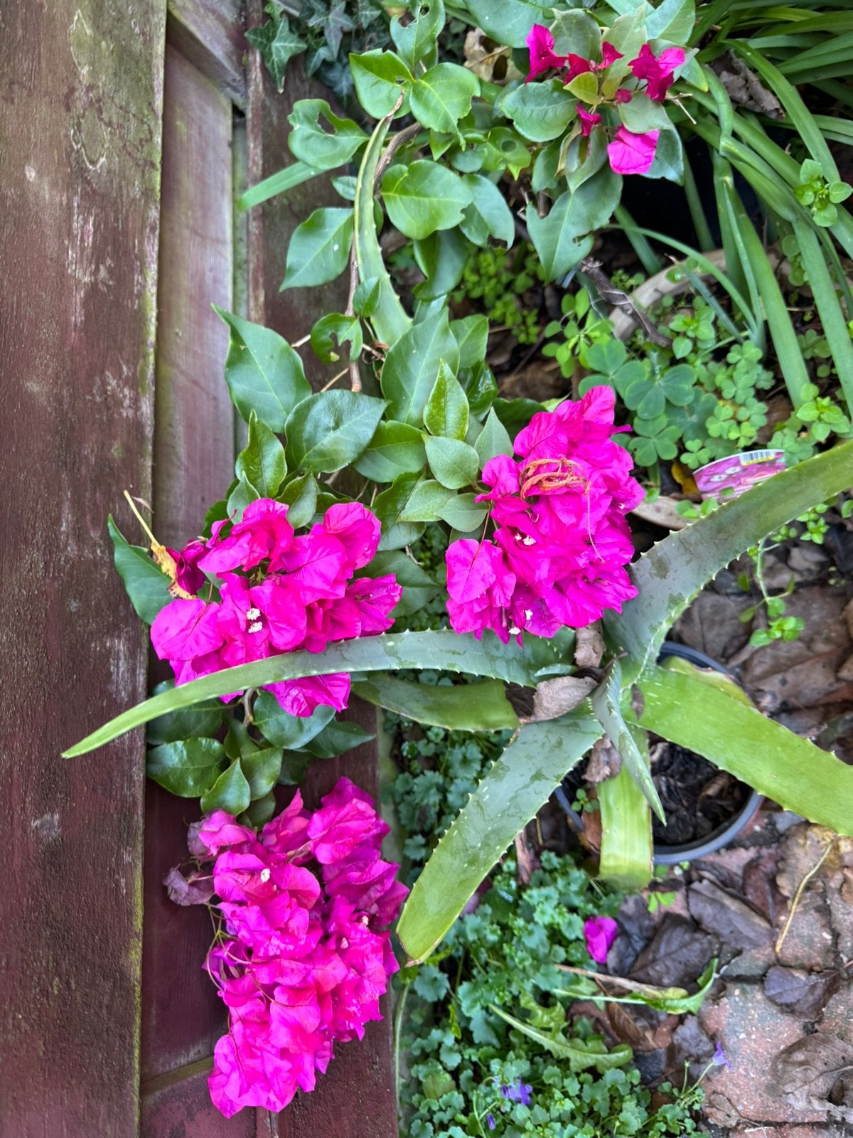 Bougainville in pot ,bloeit prachtig, Ophalen, In pot