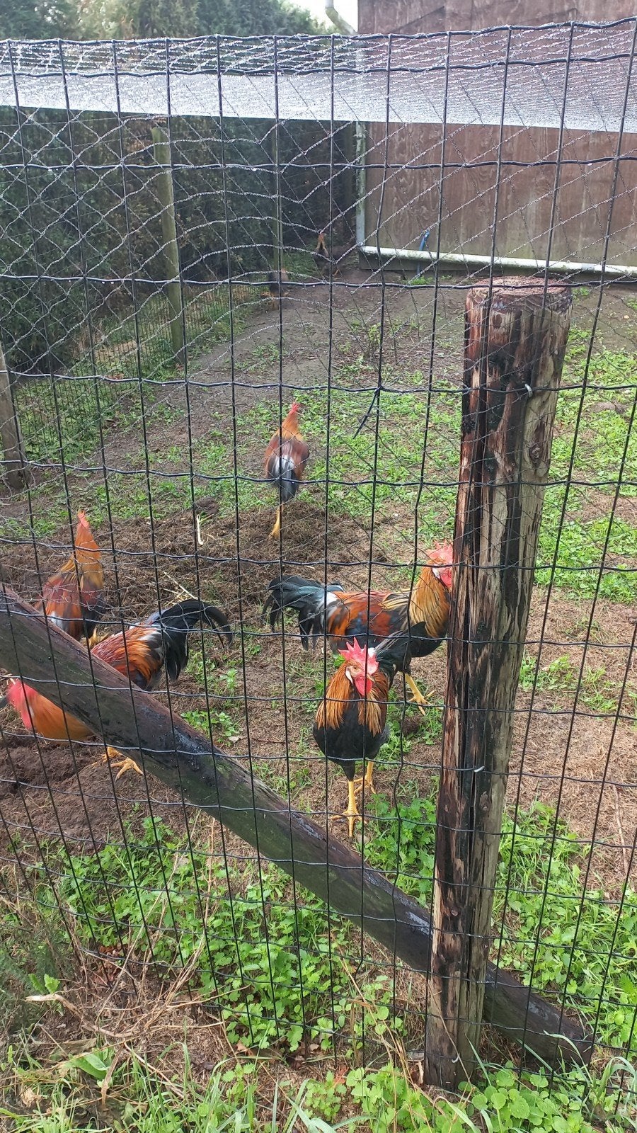 goud patrijs leghorn hanen, Dieren en Toebehoren