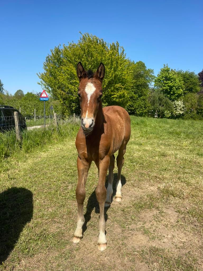 Darco & Rocco vd Bisschop merrie + veulen!, Animaux & Accessoires, Chevaux, Jument, Ne s'applique pas, 160 à 165 cm, 11 ans ou plus