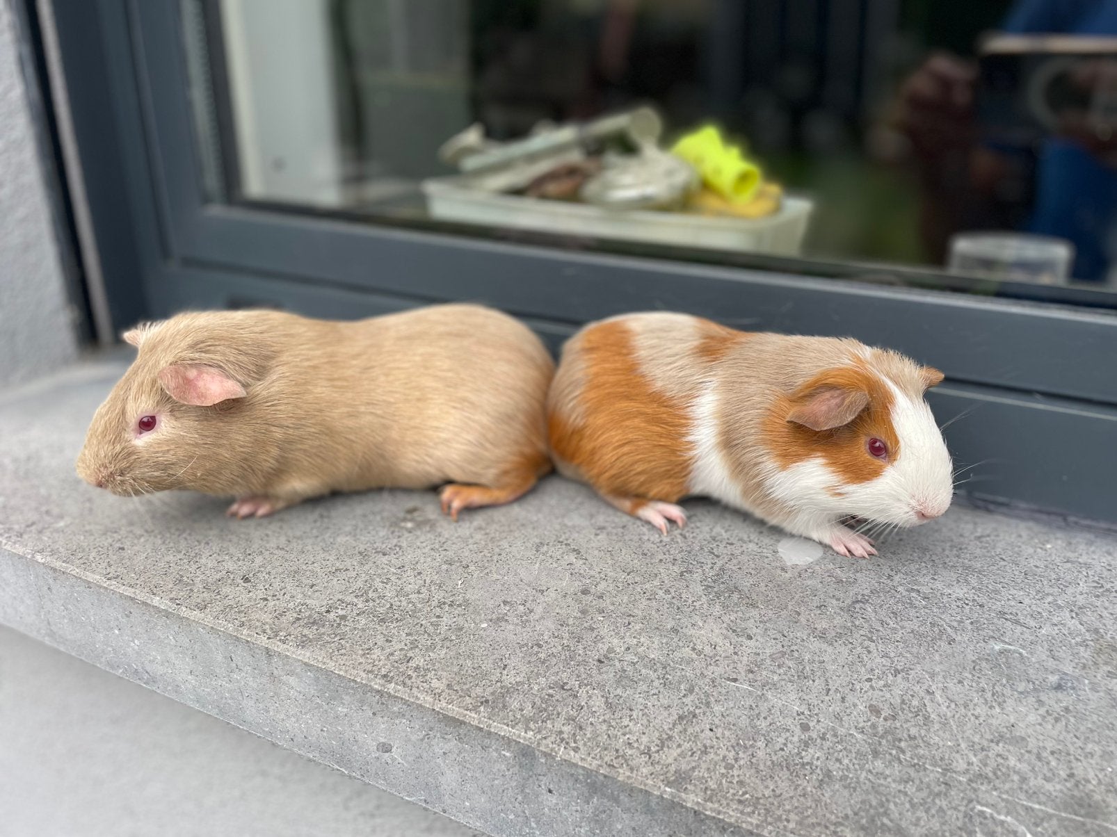 Jonge cavia’s, Mâle, Domestique, Avril, Cobaye